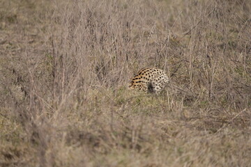 portrait of a serval cat in the serengeti national park, camouflaged serval cat, wildlife safari in tanzania