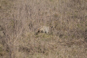 portrait of a serval cat in the serengeti national park, camouflaged serval cat, wildlife safari in tanzania