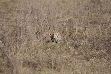 portrait of a serval cat in the serengeti national park, camouflaged serval cat, wildlife safari in tanzania