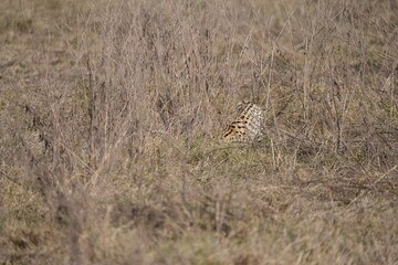 portrait of a serval cat in the serengeti national park, camouflaged serval cat, wildlife safari in tanzania