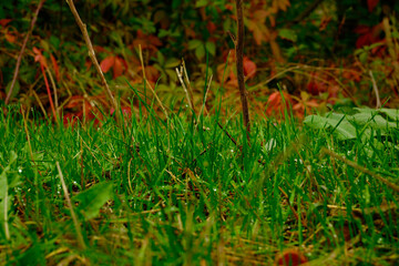 Colorful close-up of green lawn grass on background of red dry leaves