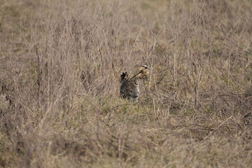 portrait of a serval cat in the serengeti national park, camouflaged serval cat, wildlife safari in tanzania