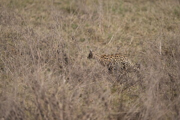 portrait of a serval cat in the serengeti national park, camouflaged serval cat, wildlife safari in tanzania