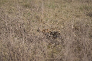 portrait of a serval cat in the serengeti national park, camouflaged serval cat, wildlife safari in tanzania