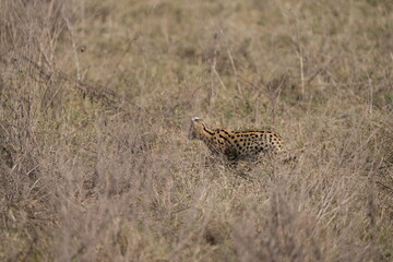 portrait of a serval cat in the serengeti national park, camouflaged serval cat, wildlife safari in tanzania