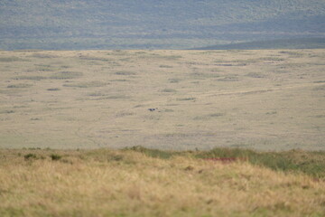 landscape of the Ngorongoro crater in Tanzania. safari