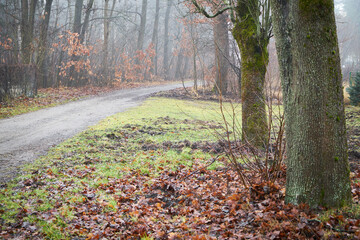 droga gruntowa,mgła  © Marcin Łazarczyk