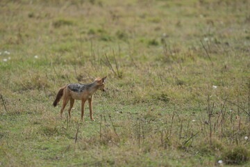 Black-Backed Jackal in the Grasslands – Ngorongoro Crater, Tanzania
