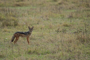 Black-Backed Jackal in the Grasslands – Ngorongoro Crater, Tanzania