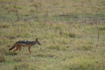 Black-Backed Jackal in the Grasslands – Ngorongoro Crater, Tanzania