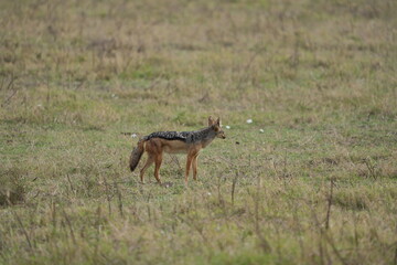 Black-Backed Jackal in the Grasslands – Ngorongoro Crater, Tanzania