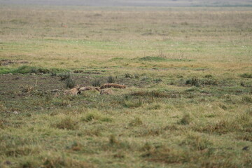 portrait of a lioness laying in the grass in the ngorongoro national park tanzania