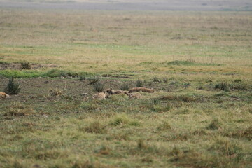 portrait of a lioness laying in the grass in the ngorongoro national park tanzania