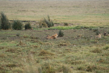 portrait of a lioness laying in the grass in the ngorongoro national park tanzania