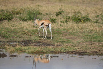 impala in the savannah, ngorongoro crater tanzania