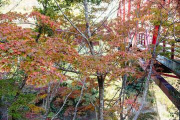 神奈川登山橋　紅葉風景　紅葉　もみじ