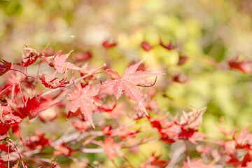 神奈川登山橋　紅葉風景　紅葉　もみじ