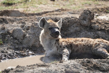 Obraz premium close up portrait of a hyena laying in a mudbath during the day in the ngorongoro crater in tanzania, safari