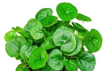 Lush green leaves of plant with round shapes, perfect for indoor decor. This vibrant foliage adds refreshing touch to any space, enhancing atmosphere beautifully