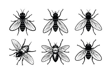 Housefly (Musca domestica) insect silhouette design, labeled linocut vector illustration.