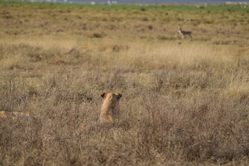 wild, wildlife, lion, antilope, Ngorongoro crater, tanzania, field, nature, animal, antelope, mammal, grass, landscape, animals, wilderness, safari, herd, young lion, learning, hunting, gazelle