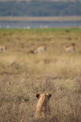 young lion in the savannah watching gazelle in front of him, Ngorongoro crater, lion hunting, poetic, Tanzania, safari