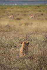 young lion in the savannah watching gazelle in front of him, Ngorongoro crater, lion hunting, poetic, Tanzania, safari