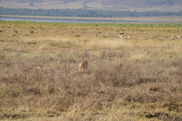 young lion in the savannah watching gazelle in front of him, Ngorongoro crater, lion hunting, poetic, Tanzania, safari