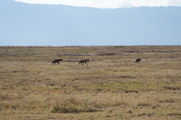 Three Hyenas Roaming the Plains of Ngorongoro Crater, Tanzania – African Wildlife Safari Scene