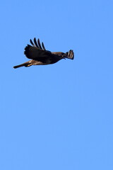 al volo