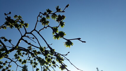 Blooming leaves on the Iwa willows under the blue sky