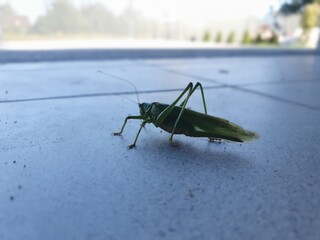 A grasshopper wandering around the house