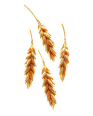 [grain crop symbolism] Abandoned Wheat Grain Amidst Barren Branch, Symbolizing Harvest Abundance