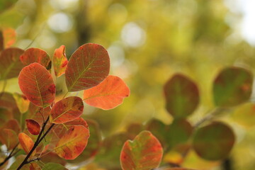 una pianta di scotano in autunno nel bosco