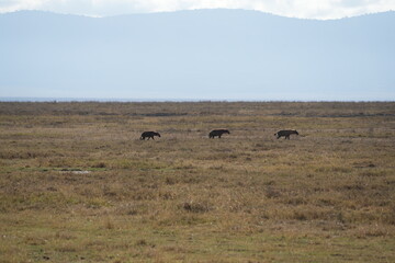 Three Hyenas Roaming the Plains of Ngorongoro Crater, Tanzania – African Wildlife Safari Scene