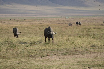 buffalos trekking through the ngorongoro crater tanzania safari © Soaps
