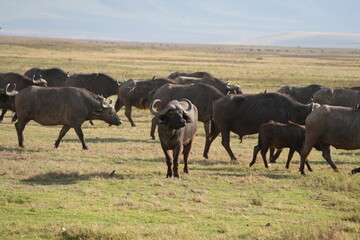 buffalos trekking through the ngorongoro crater tanzania safari
