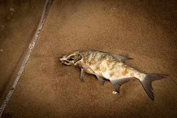 dead fish
