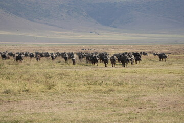 herd of buffalo traveling over the savannah of the ngorongoro crater in Tanzania