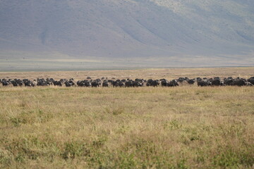Fototapeta premium herd of buffalo traveling over the savannah of the ngorongoro crater in Tanzania