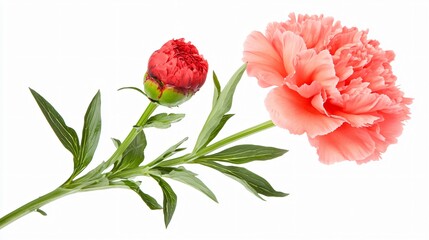 Obraz premium Stunning Pink and Red Peony Blooms Isolated on White Background
