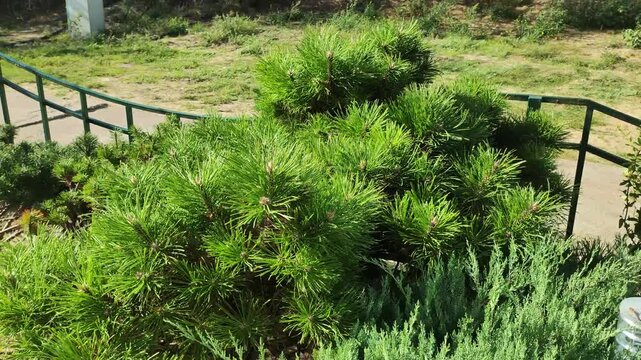 A young tree with fluffy green branches and small cones - Siberian cedar, close-up