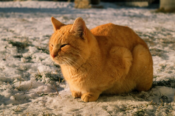 Orange cat sitting in snow during winter. Portrait of cat on snow in sunny day