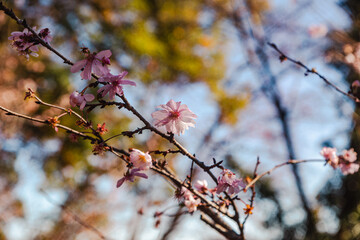 城峯公園　冬桜　寒桜　さくら