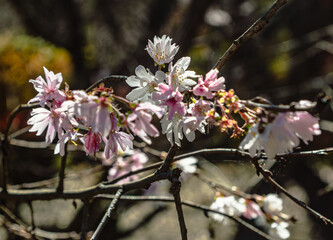 城峯公園　冬桜　寒桜　さくら