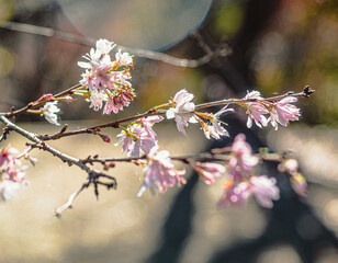 城峯公園　冬桜　寒桜　さくら