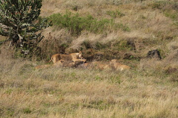 pride of  lions sharing a kill (zebra) in the Ngorongoro crater in Tanzania