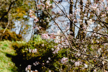 城峯公園　冬桜　寒桜　さくら