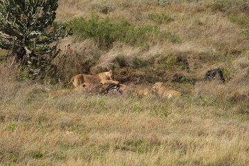 pride of  lions sharing a kill (zebra) in the Ngorongoro crater in Tanzania