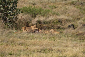 pride of  lions sharing a kill (zebra) in the Ngorongoro crater in Tanzania